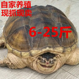 6-25斤北美小鳄龟活体龟宠物乌龟鳄鱼龟23元一斤请咨询 特价直销