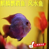【蓝天水族】热带鱼 观赏鱼 麒麟鹦鹉鱼 观赏鱼麒麟 大型热带鱼