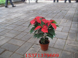 一品红 盆栽 一品红桌面盆栽 客厅阳台必备植物 一品红花卉 批发