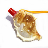 特价 海螺哨子 6-10cm 儿童玩具 贝壳工艺品 海螺贝壳批发