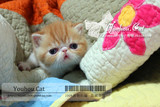 优厚的猫 CFA注册 宠物猫咪 纯种猫加菲猫 异国短毛猫 支付宝