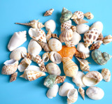 地中海展会专柜地台装饰摆件天然贝壳海螺套装海星鱼缸装饰那有