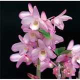 兰花-洋兰-古典植物-日本石斛兰-长生兰--蜀红锦  赏叶赏花 芳香