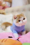 【种公】红白净樊加菲猫宠物活体异国短毛猫红小胖纯种血统带证猫