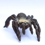 safari 正版散货 仿真动物模型玩具 昆虫模型摆件 毒蜘蛛