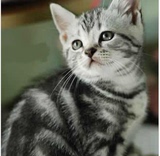 【纯种实拍】高品质美短虎斑猫 银虎斑美国短毛猫 标斑银色虎斑纹