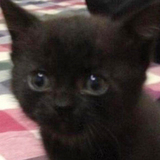 【纯黑无杂色】纯色黑猫萌系小黑猫 纯种孟买猫小黑豹 金瞳罗小黑
