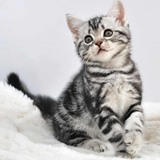 CFA猫舍高品质纯种美短银虎斑 美国短毛猫银虎斑川背蝴蝶花牛眼纹