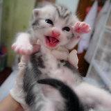 【幸福猫空宠物生活馆】银虎斑加白美短猫 美国短毛猫 弟弟 嗨皮