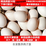 新鲜鸽子蛋30个农家放养鸽子蛋五谷杂粮生态散养定时放飞鸽蛋包邮