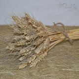小麦 天然大麦 花束装饰花 风干野生芦苇仿真 客厅 干花麦穗