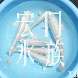 纯种日本锦鲤 普通白金  5-9CM  观赏鱼  风水鱼  金鱼活体 宠物