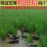 东北新米黑龙江五常农家有机绿色纯天然鸭田稻稻花香大米5斤包邮