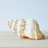 伊莎世家/海洋风 天然贝壳海螺摆件 海底工艺品 千手螺/蛙螺单品
