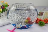特价时尚扁圆金鱼缸水培造景扁口透明玻璃鱼缸 创意时尚玄关摆件