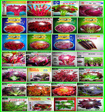 28种四季特色保健菜种子套餐-营养美味保健观赏食用芦笋紫胡萝卜