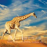 韩国原装进口大型壁画/高档背景墙画.墙纸/唯美非洲.长颈鹿MU82