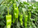 农家自种绿色时令蔬菜 新鲜 有机蔬菜 青椒 辣椒 5斤江浙沪包邮