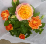 荷兰进口天然清香玫瑰浪漫宝贝花苗盆栽玫瑰花 带花苞发货