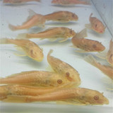 精品黄金红眼女王皇大帆异形清缸清道夫热带鱼活体观赏鱼 7-9cm