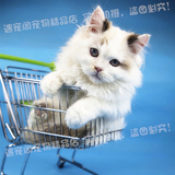 布偶猫MM仙女猫宠物猫活体海豹玳瑁双色手套纯种重庆实体店包健康