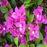 盆栽花卉-单瓣三角梅【紫红色】爬藤植物 盆景叶子花