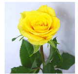 庭院阳台种植花卉 室内有氧植物 玫瑰花苗 黄玫瑰花苗 黄金时代