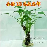 滴水观音苗【千手观音】防辐射花 吸甲醛植物—室内水培花卉盆栽