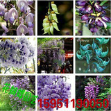 紫藤种子 盆栽 爬藤花卉 攀爬植物 精选15个品种 品种齐全