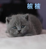 【售出欣赏】赛级纯种英短 英国短毛猫 蓝猫未来种公 4.25出生