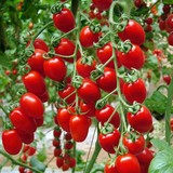 包邮樱桃番茄种子红珍珠西红柿 小番茄圣女果种子 四季播
