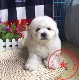 上海 家养 迷你 茶杯 比熊犬 纯种 幼犬袖珍犬出售白色比熊狗狗