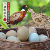 清远野鸡蛋土鸡蛋七彩山鸡蛋农家生态散养新鲜草鸡蛋柴鸡蛋30枚