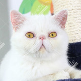 加菲猫 纯种短毛加菲猫 幼猫 宠物 加菲猫活体 支持花呗
