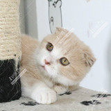 英短 英国 短毛猫 黄白蓝猫 折耳猫 短耳猫 宠物猫 纯种