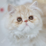 宠物猫 加菲猫 纯种猫 异国短毛猫 咖啡猫 波斯猫 长毛猫 礼物