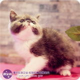 异国短毛猫 异国 短毛 猫 蓝白加菲猫 幼猫 纯种 活体宠物包健康