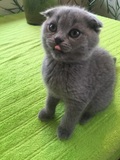 英国短毛猫小猫咪活体蓝猫宠物英短蓝猫纯种猫宠物猫折耳MM包邮