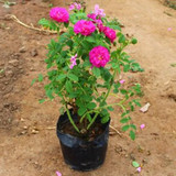 香水玫瑰 玫瑰花 正品庭院花卉盆栽可食用玫瑰花苗 当年开花包邮