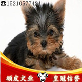 北京超小体约克夏幼犬 体型小体重轻 疫苗已做可送货 保健康