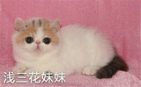 加菲猫宠物猫咪/异国短毛猫/家养纯种短毛/幼猫活体浅三花母猫MM
