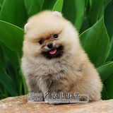纯种哈多利博美幼犬出售小型犬黄博美茶杯犬宠物狗欢迎上门挑选