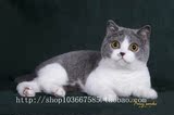CFA注册 蓝白双色英国短毛猫 小母猫MM （sold）