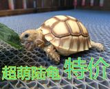 陆龟活体 吃菜龟龟 观赏龟 苏卡达 乌龟 宠物龟新手  素食龟 水龟