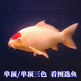纯种日本锦鲤红白大正昭和白写丹顶秋翠观赏鱼冷水活体观赏鱼包活