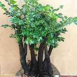 名贵黑骨茶黑檀木盆景树桩植物盆栽室内桌面绿植小叶檀香紫檀树