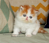 CFA注册赛级异国长毛猫　赛级波斯猫纯种 异长加菲猫 红白高白妹