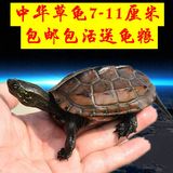 【儿童礼物】纯正中华草龟 金线草龟 墨龟 限量版 活体 宠物乌龟