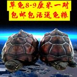 宠物龟乌龟活体 草龟一对8-9厘米 宠物龟 镇宅龟 小宠物 深水龟