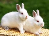 家养小白兔批发宠物兔宝宝 活体小白兔 包活 19.9一只小白兔 包活